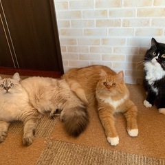 ペルシャ×メインクーンミックス 3つ子