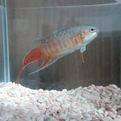 パラダイスフィッシュ ♂ 熱帯魚