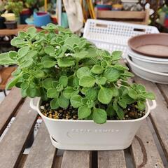 多肉植物　アロマティカス