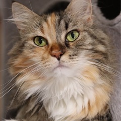 三毛猫 メインクーン×アメリカンカールミックス - 福井市