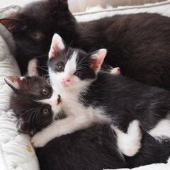 [生後1ヶ月半]子猫の黒白ぶち6兄弟