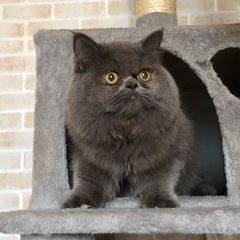 ペルシャ猫 オス