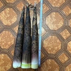 真竹　取り立て新鮮