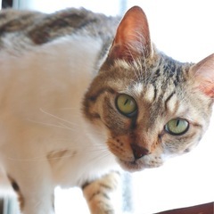 フジ猫 メス