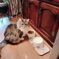 ノルウェージャンフォレストキャットメス