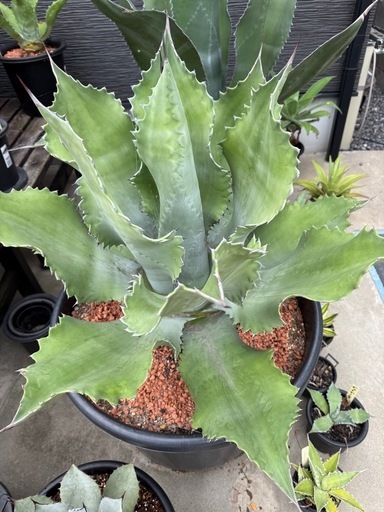 アガベ　ミスターリップル