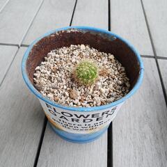 サボテン①の画像