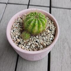 サボテン①の画像