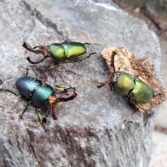 外国産クワガタ　パプキン　♂　3匹 クワガタ　昆虫