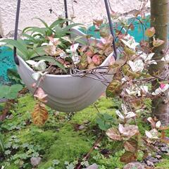植物とお花