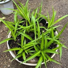 ※決まりました！終了※観葉植物(オリヅルランの苗)