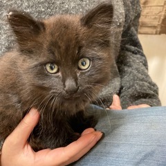 🌹　ハチワレ、チャコグレーの兄妹　2匹一緒にと言う　里親様募集です🌹 - 猫