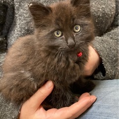 🌹チャコグレー、ハチワレ　兄妹　猫ちゃん