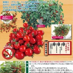 お譲り決定済　ミニトマト 【 マンマミーア 】大苗 放任栽培 バジル付きの画像