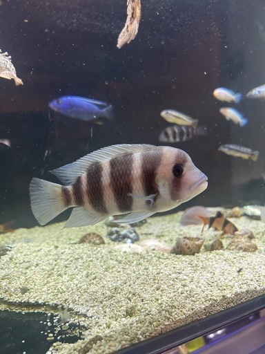 フロントーサ ブルンディ　
熱帯魚