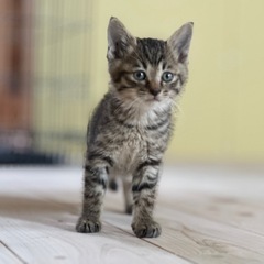 イケメン確定キジのニンニンくんトライアル決定