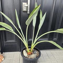 観葉植物　ストレチア(極楽鳥)の画像