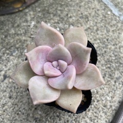 多肉植物　5