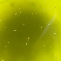 シルバー系ミックスメダカ針子25-2の画像