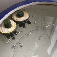シルバー系ミックスメダカ針子25-2の画像