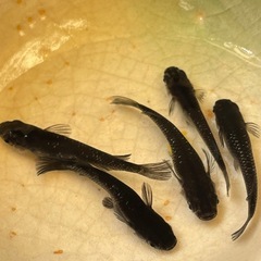 受付中🔴ブラックダイヤ   オロチにラメが入ったメダカの有精卵3...