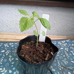 青しそ