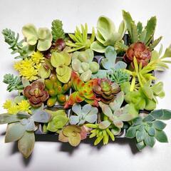 多肉植物セダム22種類セット