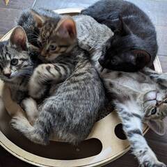 生後2ヶ月弱子猫