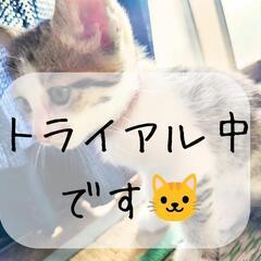 仔猫を大事に可愛がってくれる方募集🐱❤️ - 猫