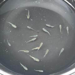 決まりました【メダカ】トランキーロ　画像1枚目の個体全部