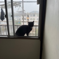黒猫    