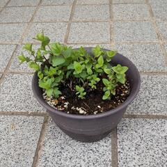 オレガノケントビューティー