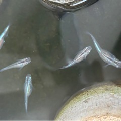 幹之メダカ針子(稚魚)25-3の画像