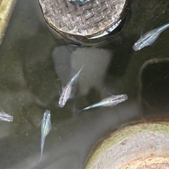 幹之メダカ針子(稚魚)25-3の画像