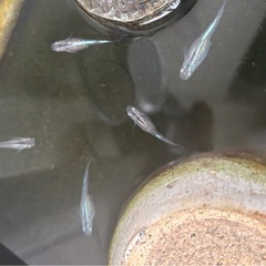 幹之メダカ針子(稚魚)25-3の画像