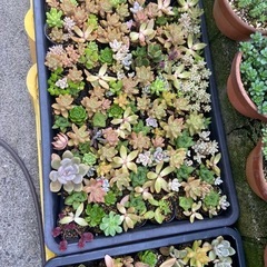 多肉植物　3