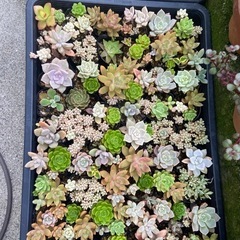 多肉植物2