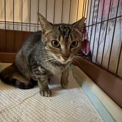【急募‼️】大人しくて触れる鈴ちゃんの里親様を探しています🥲