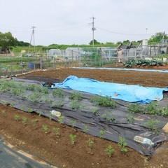 農園作業が得意な方、力を貸してください ～やさしい畑づくり、一緒に始めませんか？～の画像