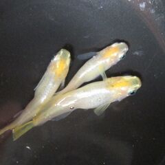決まりました。めだか 「華蕾 はなつぼみ」⑫ の有精卵40個＋α