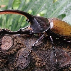 カブトムシ幼虫