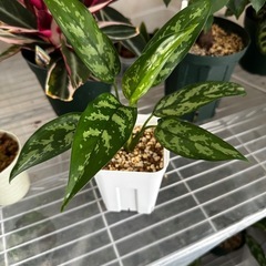 観葉植物　アグラオネマ　マリア