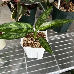 観葉植物　アグラオネマ　マリア