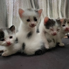 生後3週間の子猫ちゃん