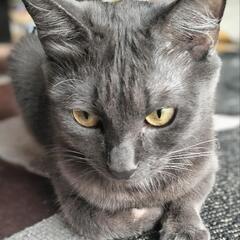 グレーのメス猫小柄です