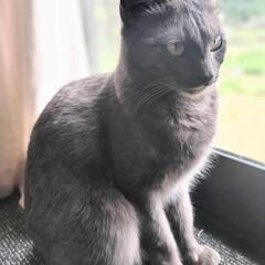 【今週中に決めます】グレーのメス猫小柄です