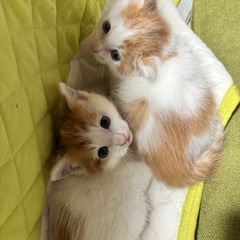 子猫　２匹　野良猫
