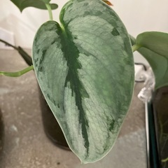 スキンダプサス  Scindapsus 