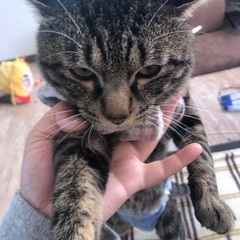 13匹の里親さん探してます