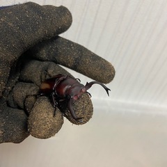 ボイレアウシカクワガタペア(♀B)の画像